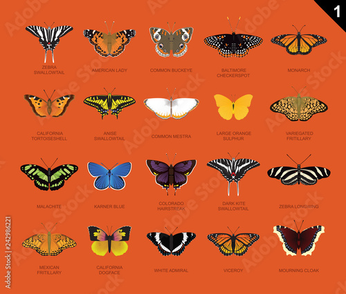 US Butterfly Species Name Set 1
