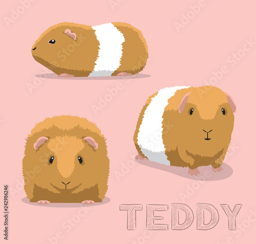 Guinea Pig Teddy Cartoon Vector Illustration