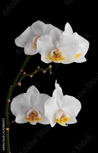 Orchids flowers on banch isolated on black background.