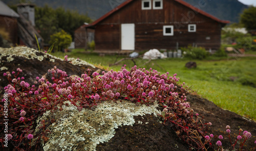 Flowers grow from a stone in the background a house of wood that is blurred.