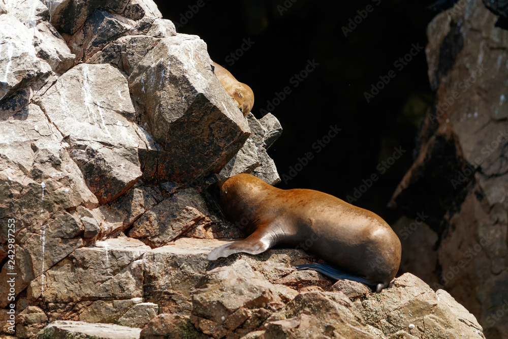 Fototapeta premium Dwa lwy morskie śpią opalając się na skale na wyspach Ballestas (Paracas, Peru)