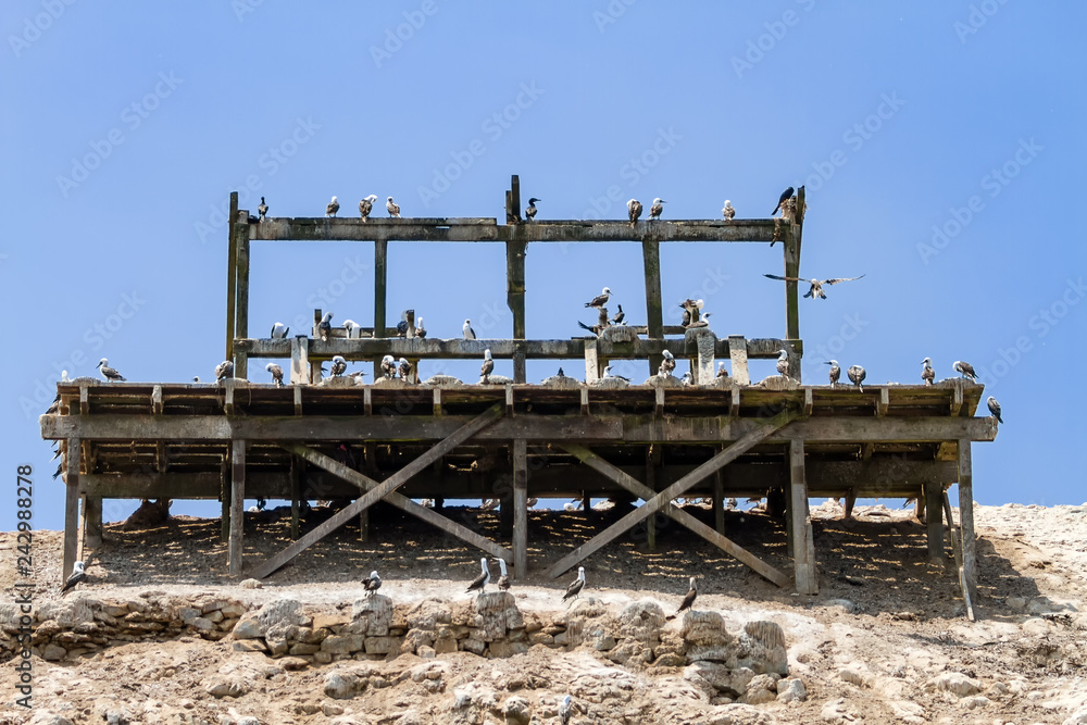 Dozens of Inca tern birds invade a wooden dock with guano in the Ballestas Islands (Paracas, Peru) Dozens of Inca tern birds invade a wooden dock with guano in the Ballestas Islands (Paracas, Peru)