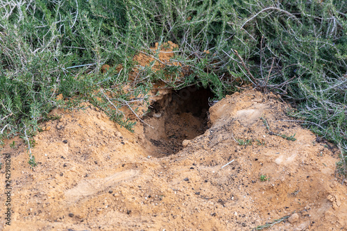 Εκτύπωση καμβά Foxy burrow
