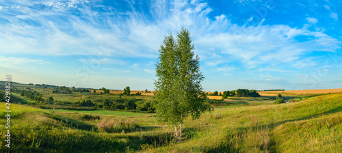 Summer panorama with lonely growing birch tree