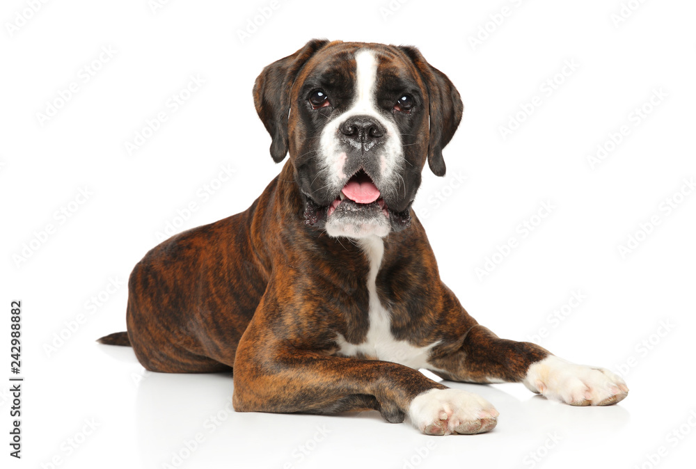German boxer dog lying on white background