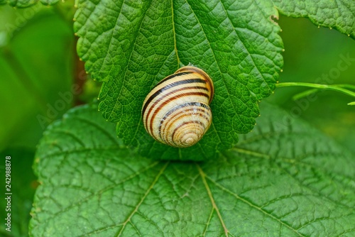 gray snail sits on a green leaf of a plant