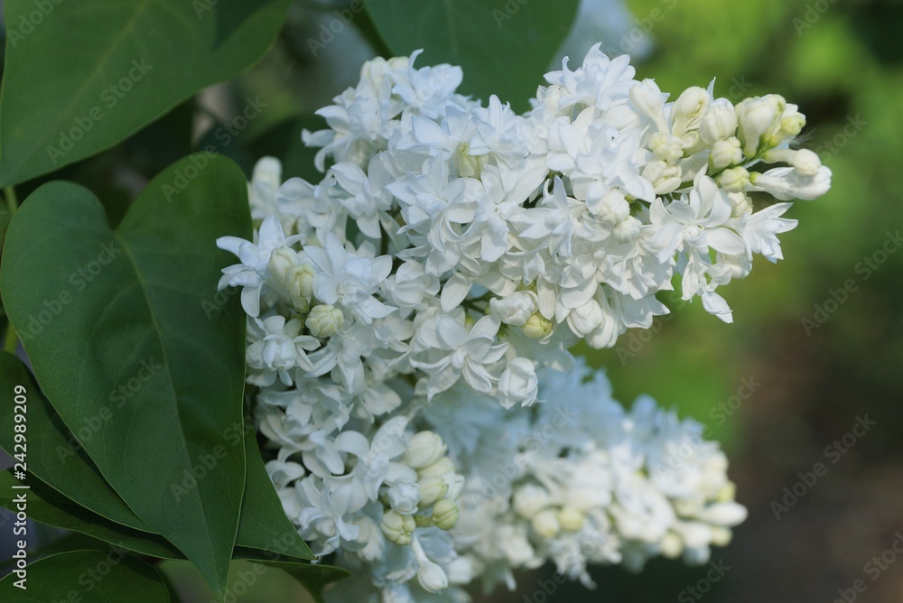white flowers of the bird cherry on a branch of a bush with green leaves white flowers of the bird cherry on a branch of a bush with green leaves