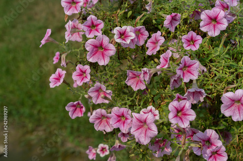Fototapeta Naklejka Na Ścianę i Meble -  Canterbury Bells Flower