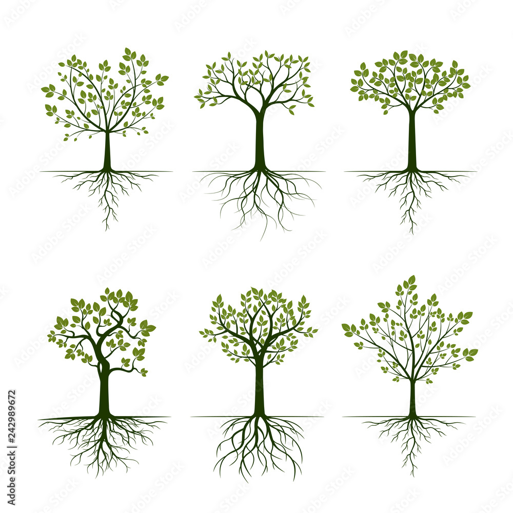 Obraz premium Green Spring Trees with Leaves. Vector Illustration.