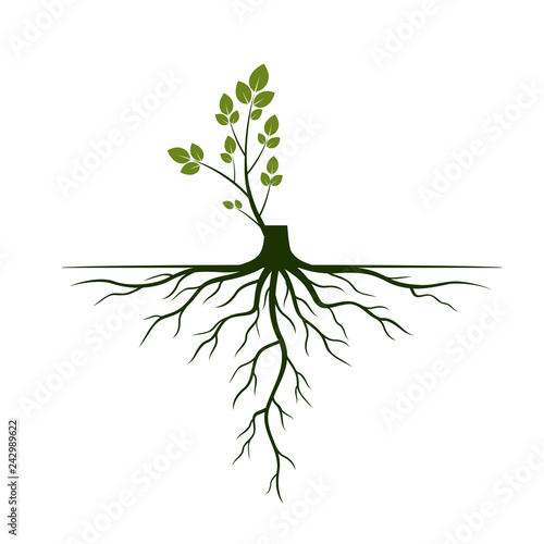 Tree Roots and germinate limb. Roots of plants. Vector Illustration.