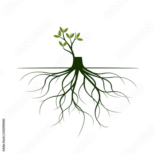 Tree Roots and germinate limb. Roots of plants. Vector Illustration.