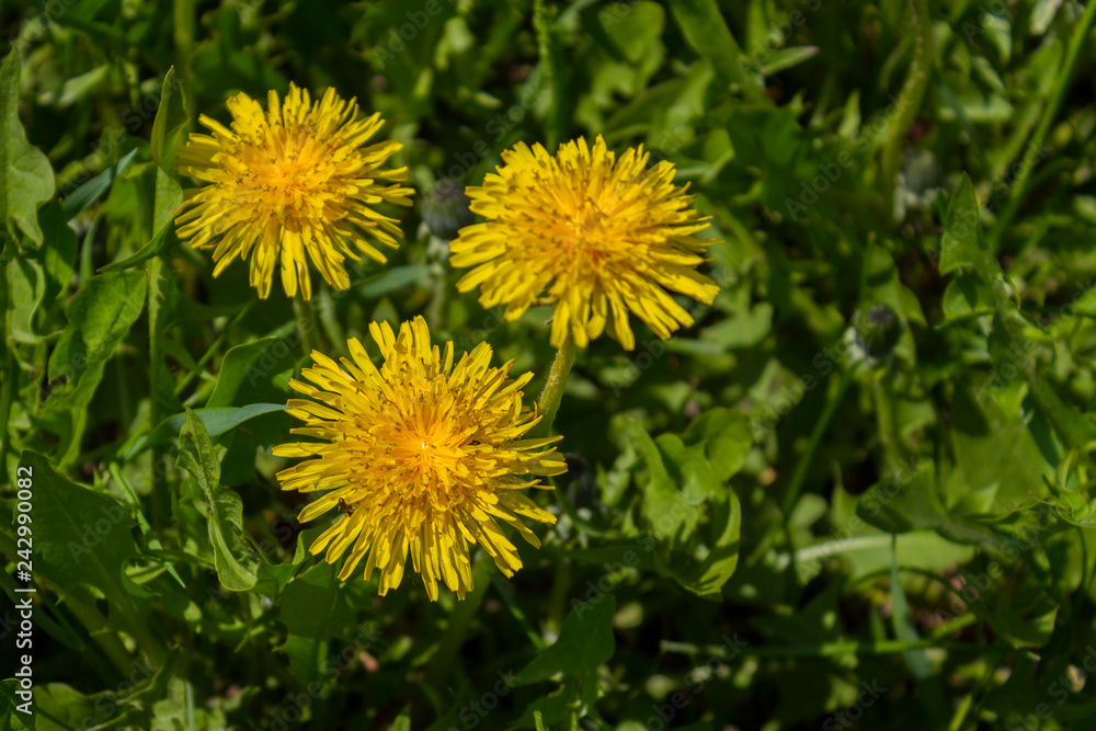 Yellow dandelions blossom Yellow dandelions blossom