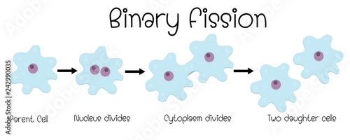 binary fission in amoeba