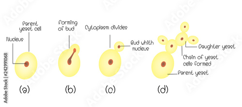yeast budding