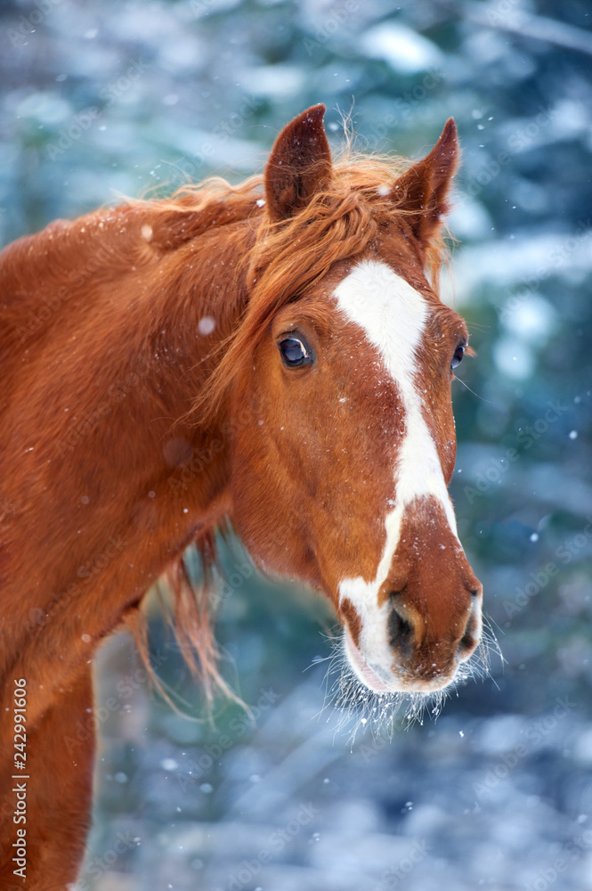 Fototapeta premium Horse portrait in winter snow day