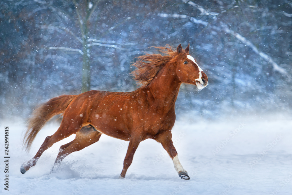 Naklejka premium Czerwony koń z długą grzywą biegną szybko w zimowy dzień śniegu
