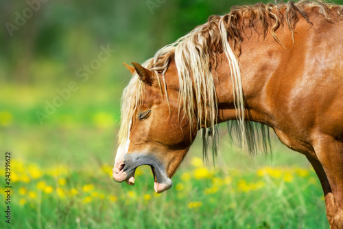 Red draft horse portrait yawning