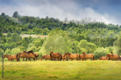 Horse herd run on summer pasture in Carpatian mountain