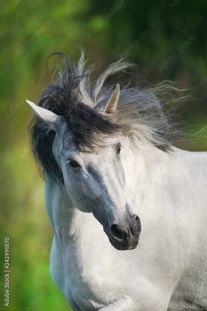 Fototapeta premium Biały koń andaluzyjski biegnie galopem w polu letnim. Pura Raza Espanola