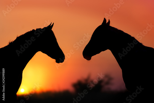 Couple Horse silhouette at sunset light