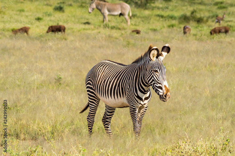 Obraz premium Isolated zebra walking in the savannah of Samburu Park