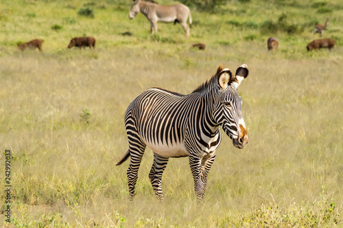 Isolated zebra walking in the savannah of Samburu Park