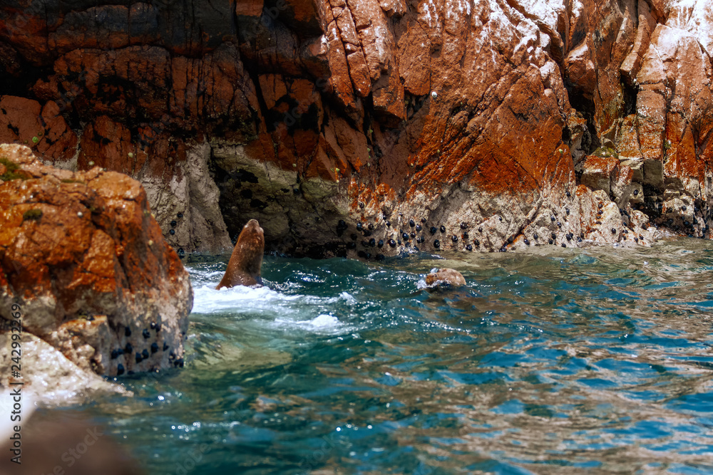 Fototapeta premium Dwa lwy morskie pływające w morzu na wyspach Ballestas (Paracas, Peru)