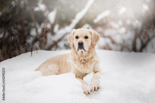 Beautiful Golden Retriever in the winter snow