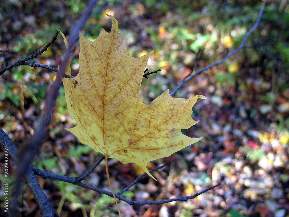 Fototapeta premium autumn