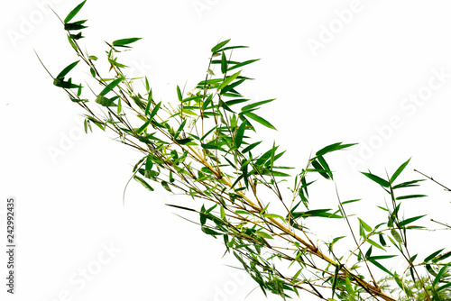 Branch of bamboo on white background
