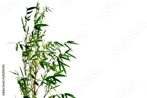 Branch of bamboo on white background