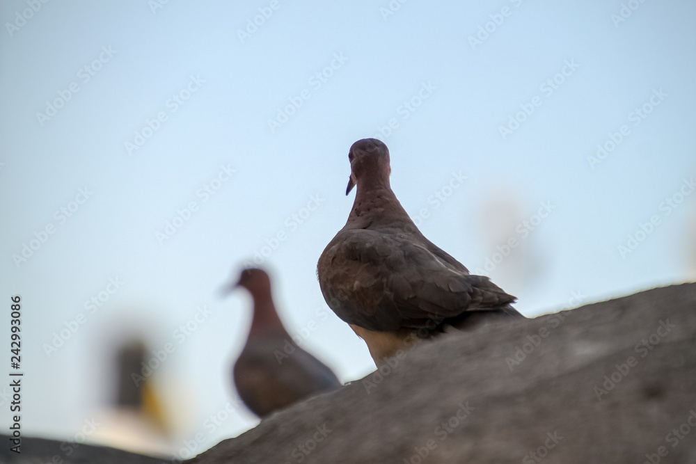 Obraz premium Laughing dove looking off to mate perched in distance, located in Jerusalem