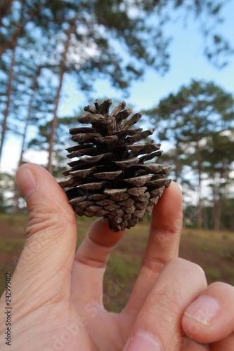 Canvas Print pine cones and young pine tree grown in the forest