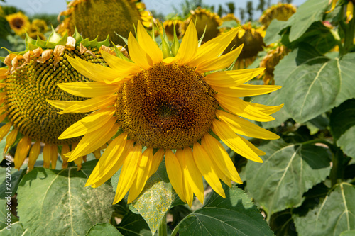 Big yellow sunflowers growing on field with ripe black seeds