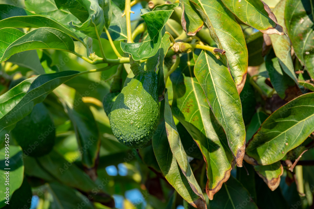 Seasonal harvest of green orgaic avocado, tropical green avocadoes riping on big tree Seasonal harvest of green orgaic avocado, tropical green avocadoes riping on big tree