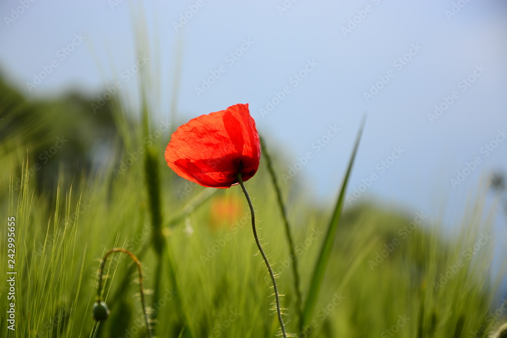 Fototapeta premium red poppy in a field