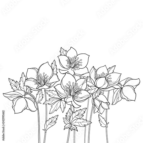 Fototapeta Naklejka Na Ścianę i Meble -  Vector bouquet with outline Hellebore or Helleborus or Winter or Lenten rose, bud and leaves in black isolated on white background. Ornate flower bunch in contour for spring design or coloring book.
