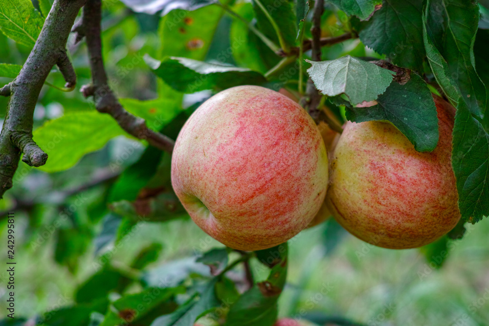New harvest of healthy fruits, ripe sweet red apples growing on apple tree New harvest of healthy fruits, ripe sweet red apples growing on apple tree