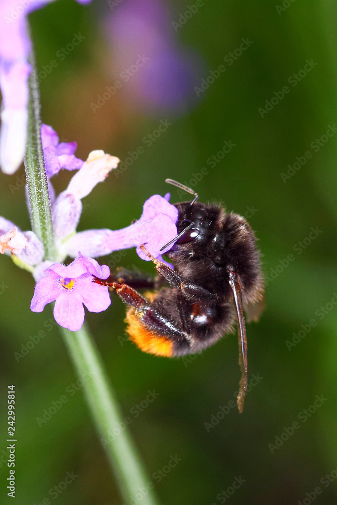 Bumble bee pollinating lavender flowers Bumble bee pollinating lavender flowers