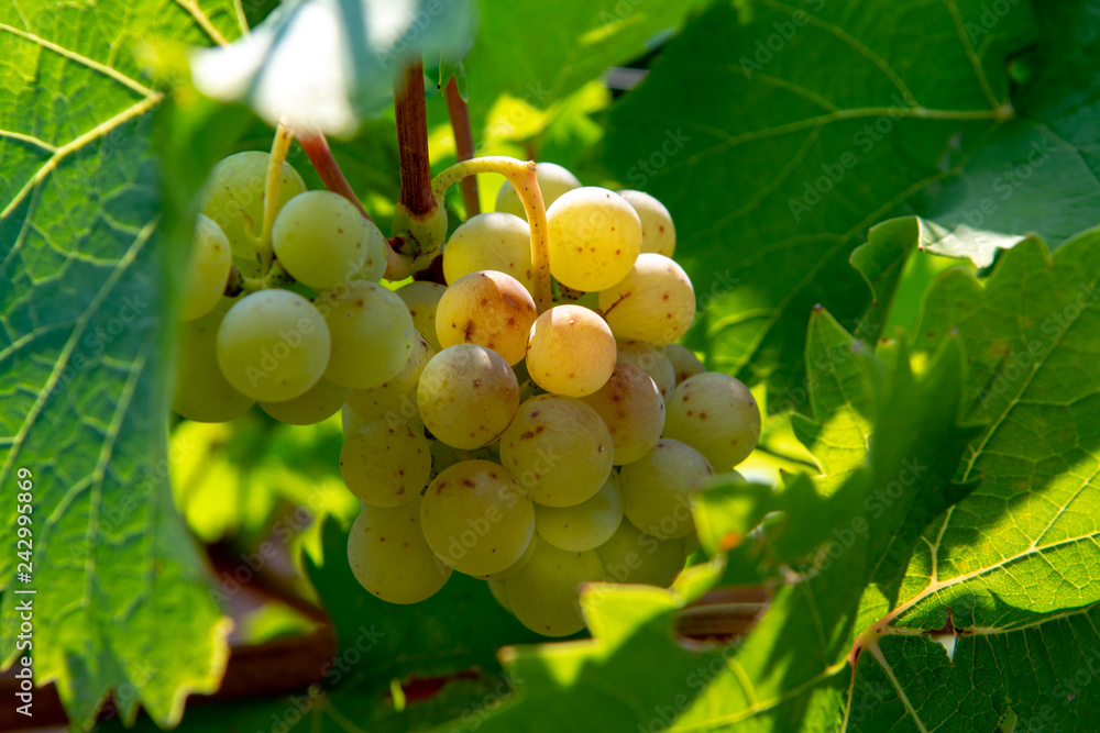 Ripe white wine grapes plants on vineyard in France, white ripe muscat grape new harvest