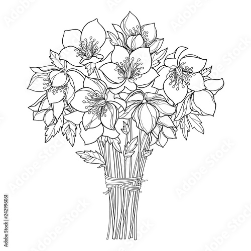 Vector bouquet with outline Hellebore or Helleborus or Winter or Lenten rose, bud and leaf in black isolated on white background. Ornate flower bunch in contour for spring design or coloring book.
