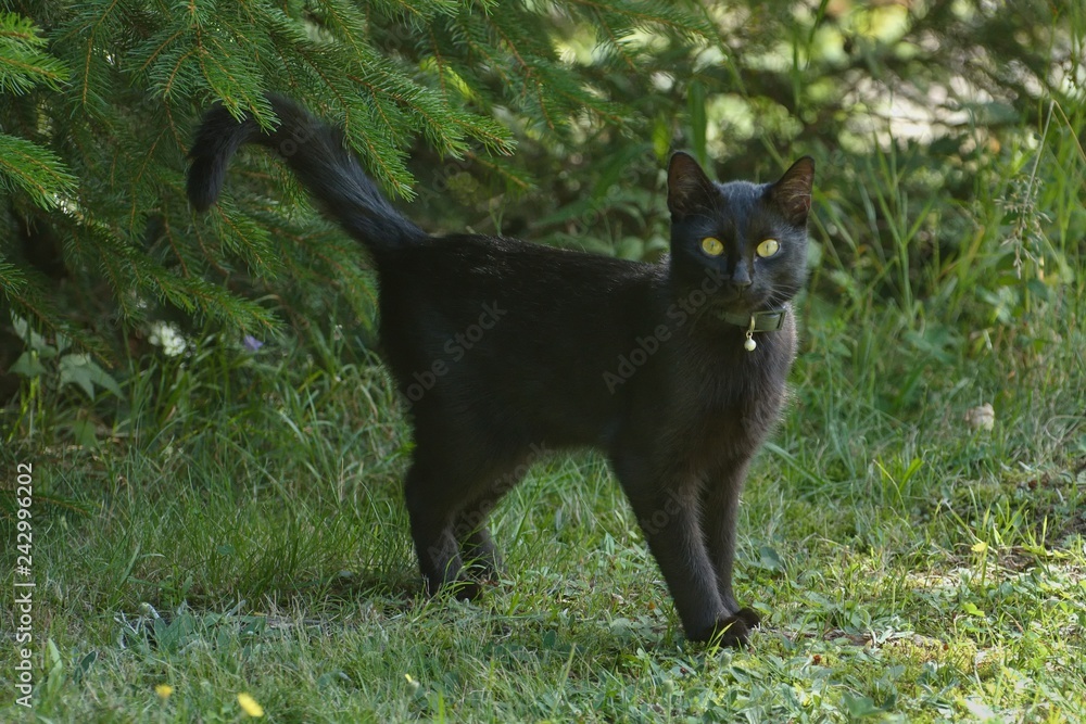 Black cat hunting in a meadow. Stock Photo | Adobe Stock