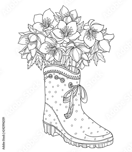 Vector bouquet with outline Hellebore or Helleborus or Lenten rose, bud and leaf in black in the rubber boot isolated on white background. Ornate flower bunch in contour for spring coloring book.