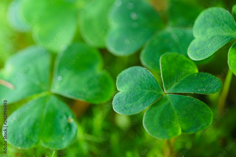 Clover Leaves for Green background with three-leaved shamrocks.Patrick's day holiday symbol. - Image.