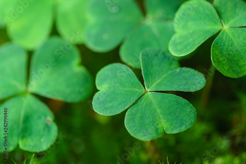 Clover Leaves for Green background with three-leaved shamrocks.Patrick's day holiday symbol. - Image.