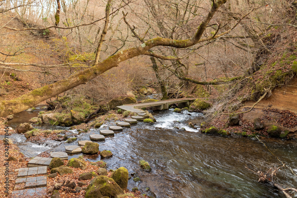 Obraz premium 晩秋の男池湧水群
