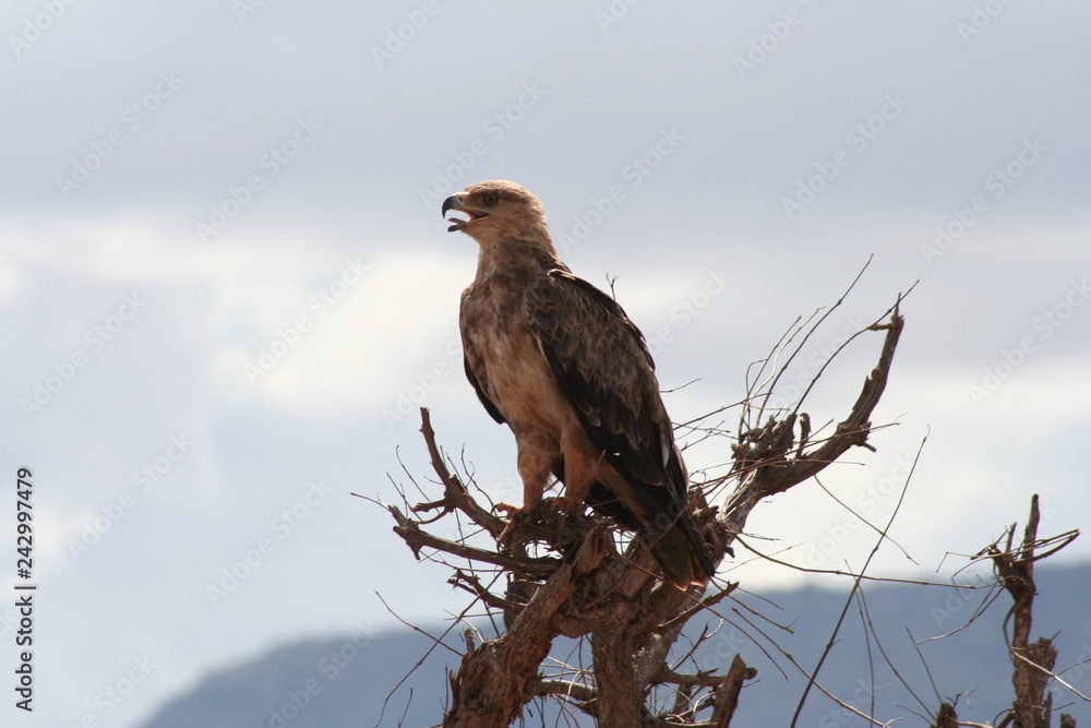 Adler Adler