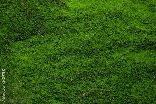Canvas Print green moss texture and background