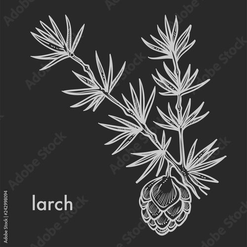 Larch cone with needle leaves branch hand drawn sketch