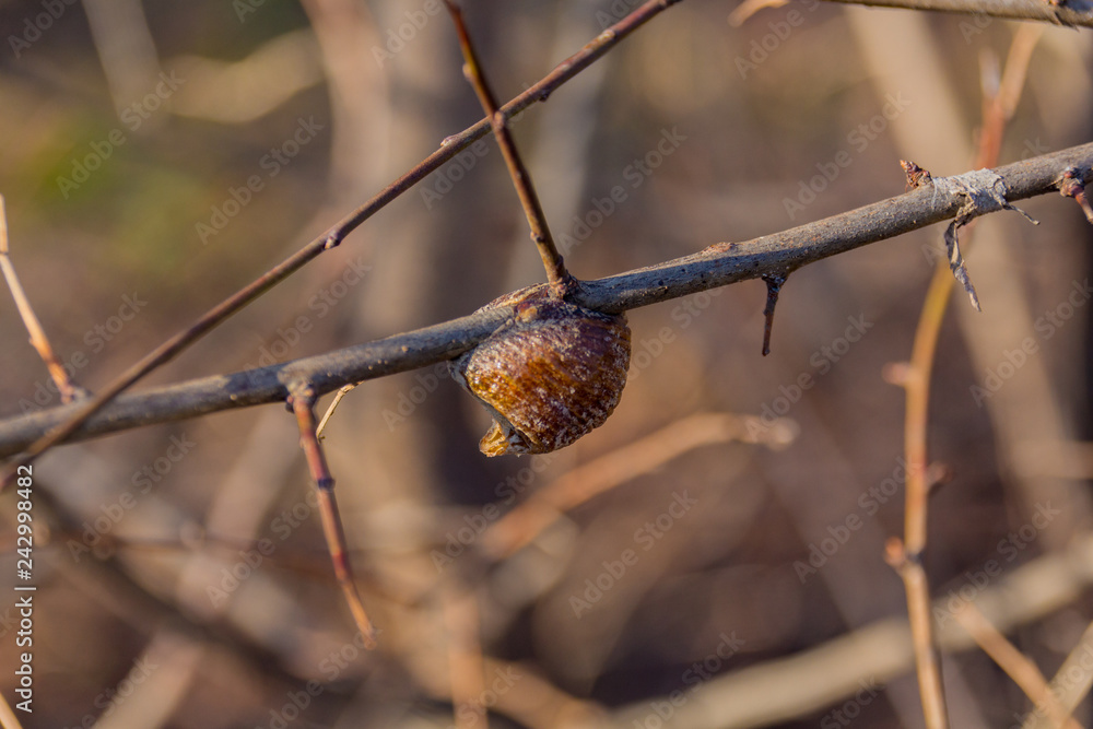 Parasite on a dried tree branch Parasite on a dried tree branch